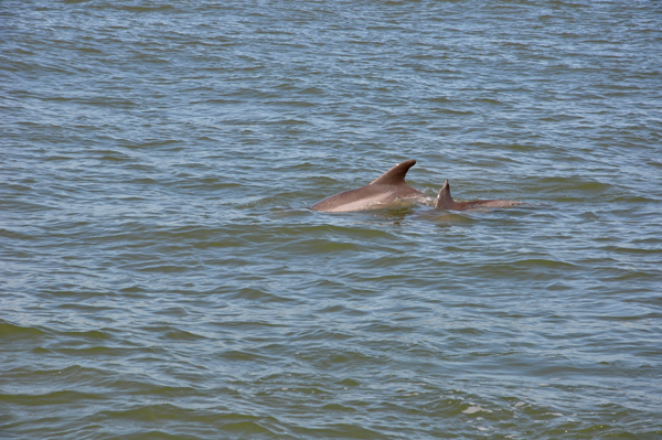 2 dolphins